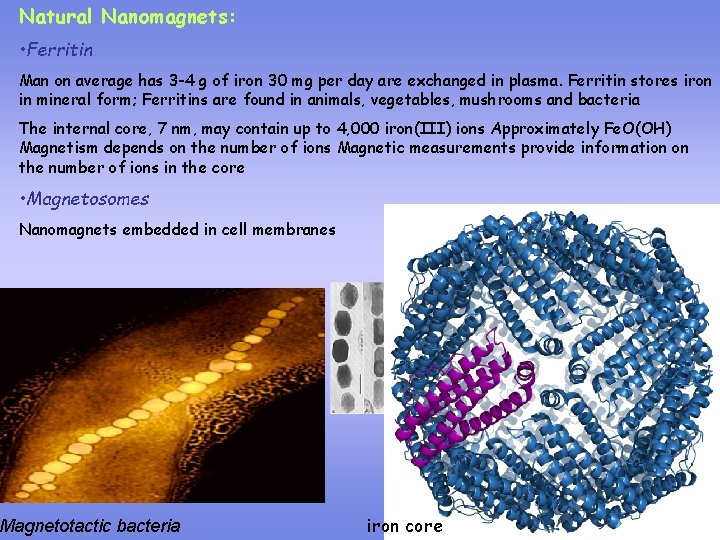 Natural Nanomagnets: • Ferritin Man on average has 3 -4 g of iron 30