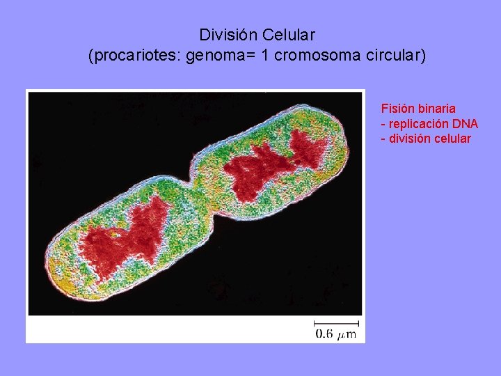 División Celular (procariotes: genoma= 1 cromosoma circular) Fisión binaria - replicación DNA - división