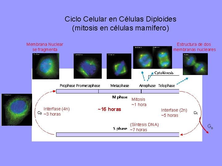 Ciclo Celular en Células Diploides (mitosis en células mamífero) Membrana Nuclear se fragmenta Interfase