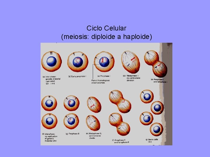 Ciclo Celular (meiosis: diploide a haploide) 