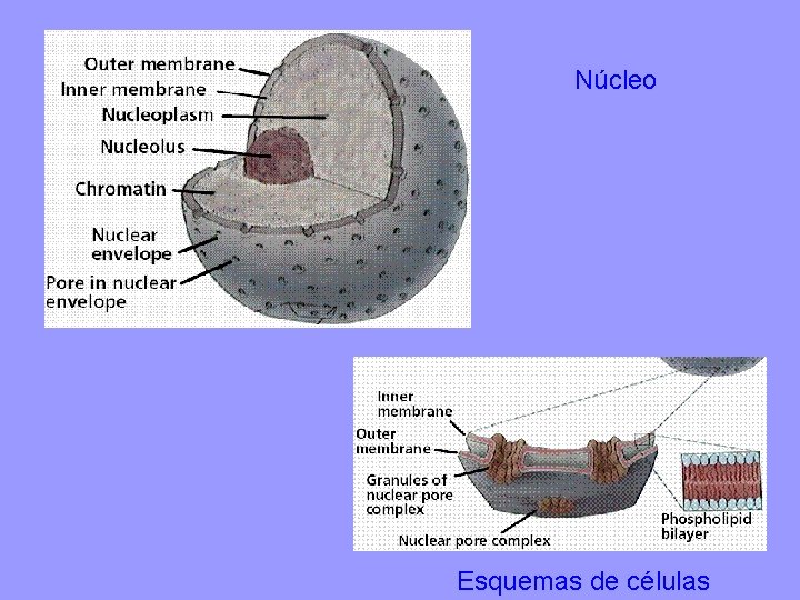 Núcleo Esquemas de células 