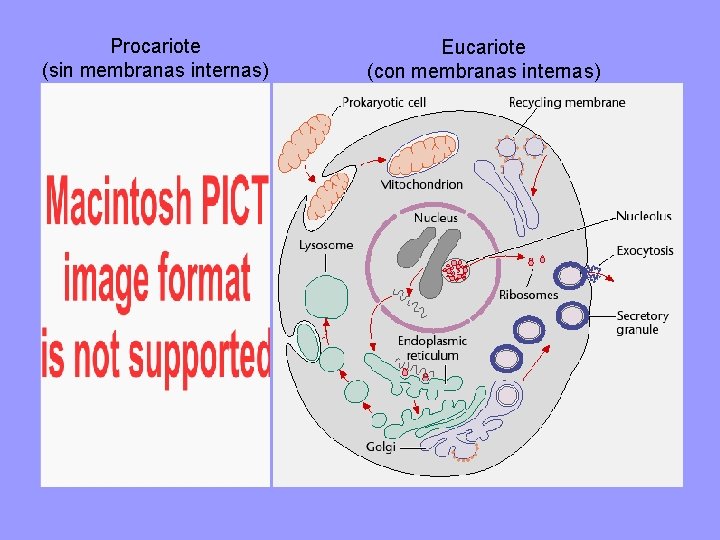 Procariote (sin membranas internas) Bacteria Eucariote (con membranas internas) 