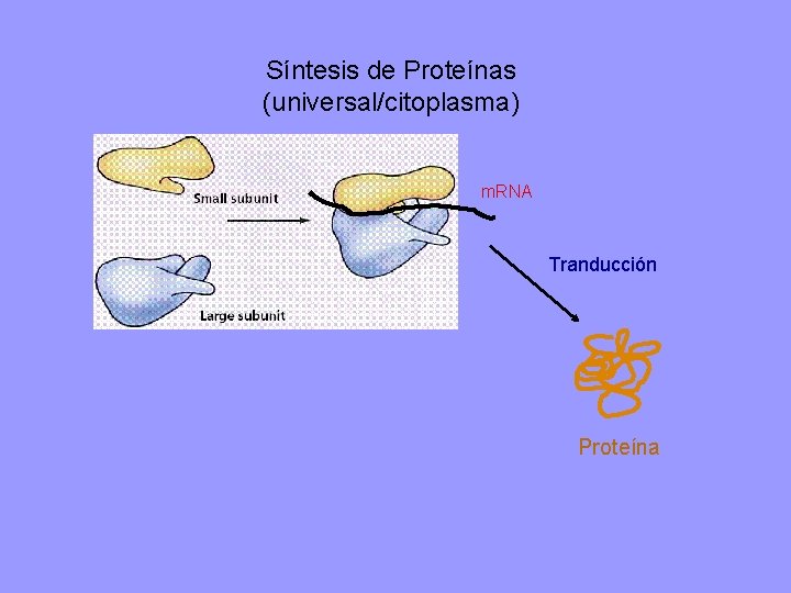 Síntesis de Proteínas (universal/citoplasma) m. RNA Tranducción Proteína 