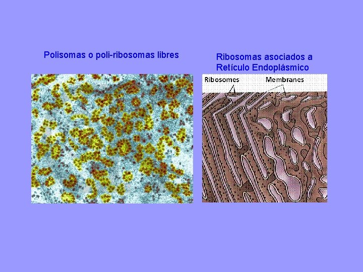 Polisomas o poli-ribosomas libres Ribosomas asociados a Retículo Endoplásmico 