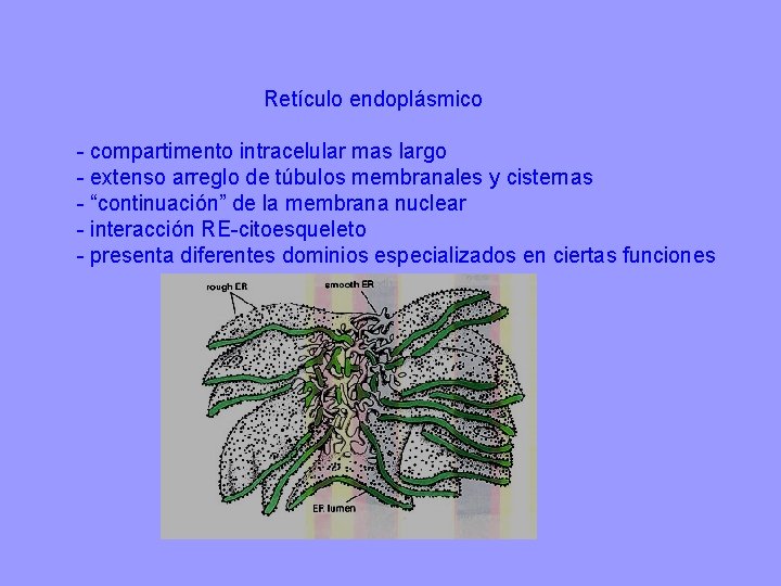Retículo endoplásmico - compartimento intracelular mas largo - extenso arreglo de túbulos membranales y