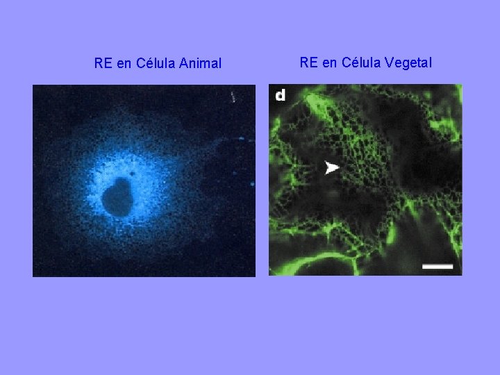 RE en Célula Animal RE en Célula Vegetal 