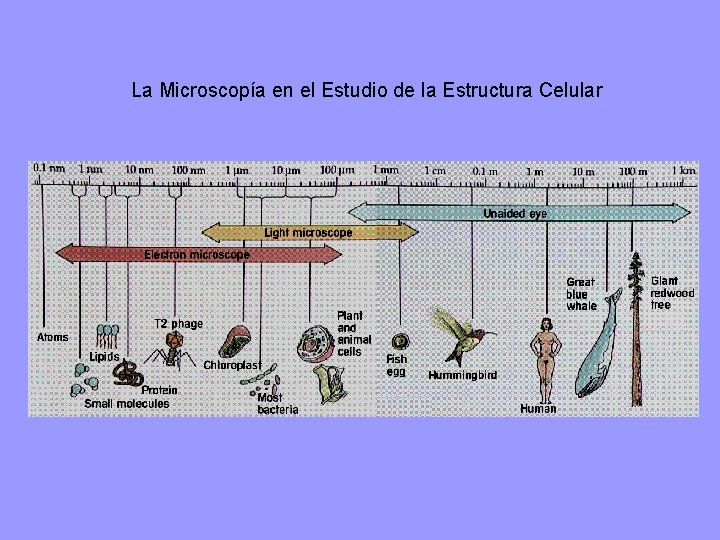 La Microscopía en el Estudio de la Estructura Celular 