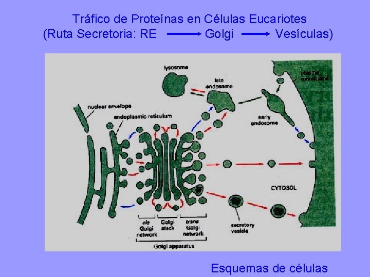 Tráfico de Proteínas en Células Eucariotes (Ruta Secretoria: RE Golgi Vesículas) Esquemas de células