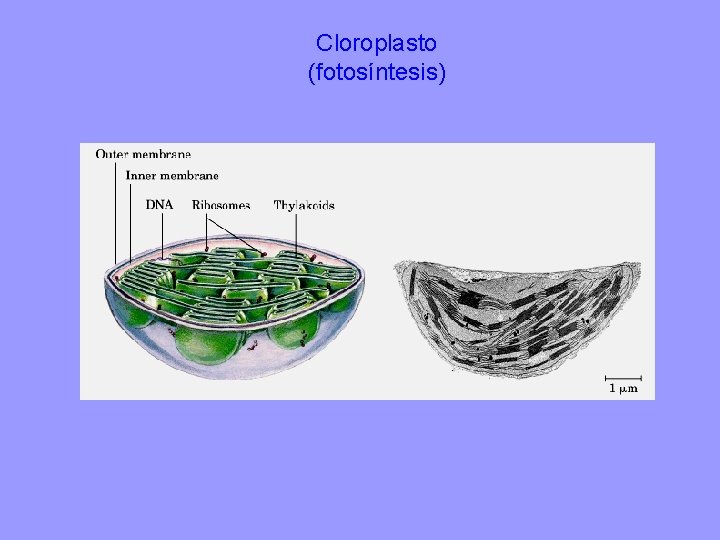 Cloroplasto (fotosíntesis) 