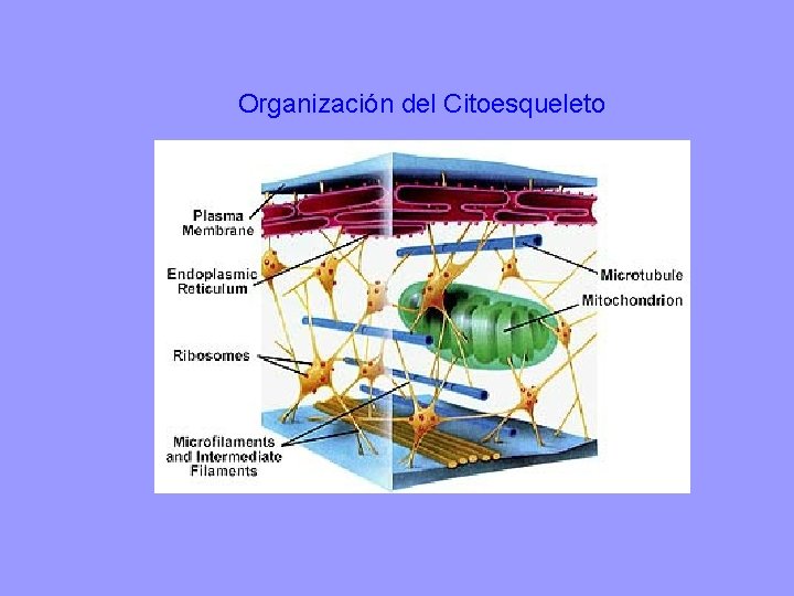 Organización del Citoesqueleto 