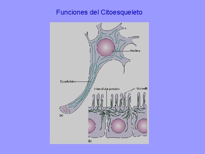 Funciones del Citoesqueleto 