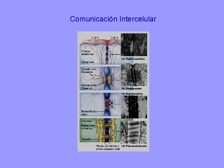Comunicación Intercelular 