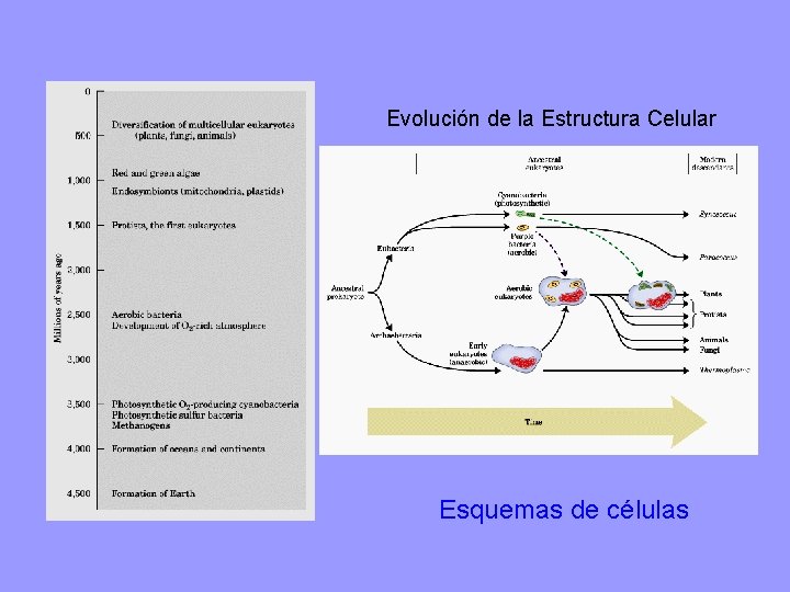 Evolución de la Estructura Celular Esquemas de células 