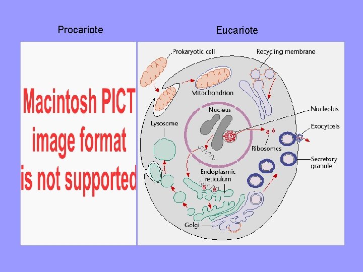 Procariote Bacteria Eucariote 