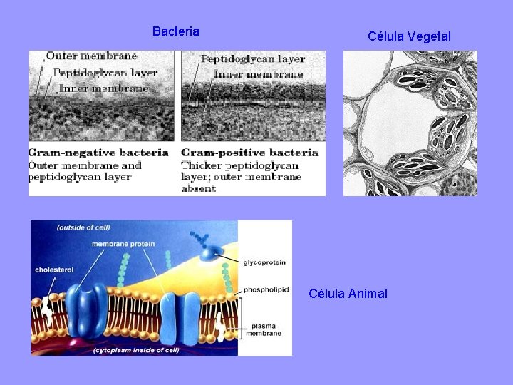 Bacteria Célula Vegetal Célula Animal 