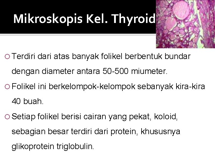 Mikroskopis Kel. Thyroid Terdiri dari atas banyak folikel berbentuk bundar dengan diameter antara 50