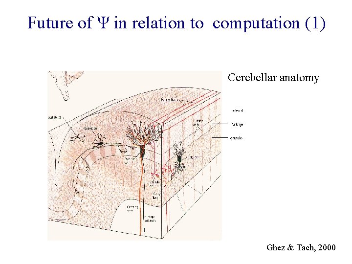 Future of Ψ in relation to computation (1) Cerebellar anatomy Ghez & Tach, 2000