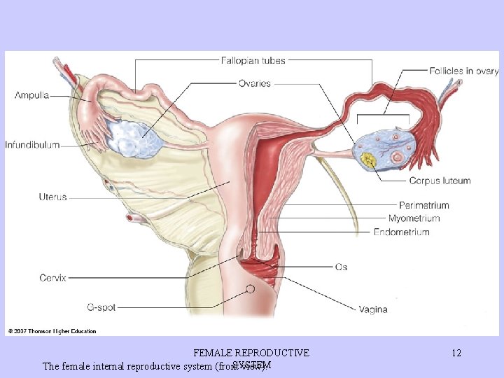 FEMALE REPRODUCTIVE SYSTEM The female internal reproductive system (front view). 12 
