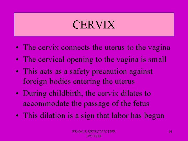 CERVIX • The cervix connects the uterus to the vagina • The cervical opening