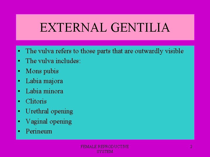 EXTERNAL GENTILIA • • • The vulva refers to those parts that are outwardly