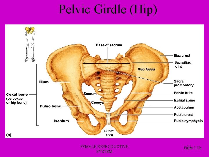 Pelvic Girdle (Hip) FEMALE REPRODUCTIVE SYSTEM 21 7. 27 a Figure 