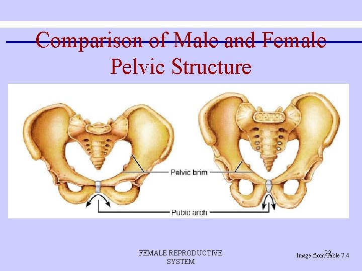 Comparison of Male and Female Pelvic Structure FEMALE REPRODUCTIVE SYSTEM Image from 22 Table