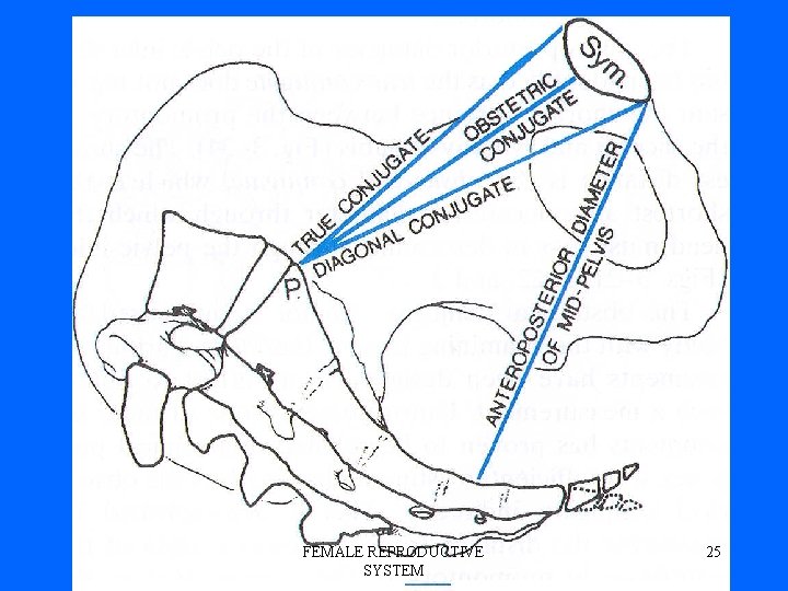 FEMALE REPRODUCTIVE SYSTEM 25 