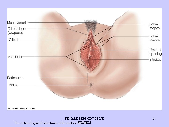 FEMALE REPRODUCTIVE SYSTEM The external genital structures of the mature female. 3 