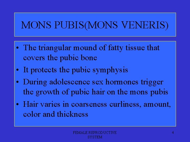 MONS PUBIS(MONS VENERIS) • The triangular mound of fatty tissue that covers the pubic