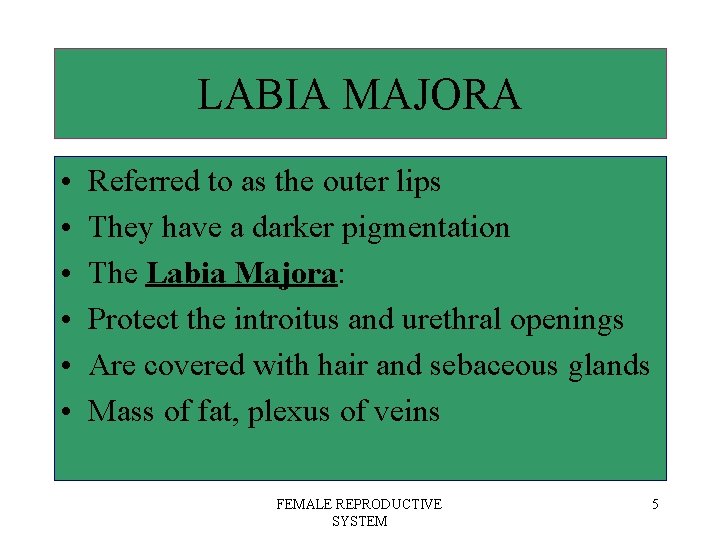 LABIA MAJORA • • • Referred to as the outer lips They have a