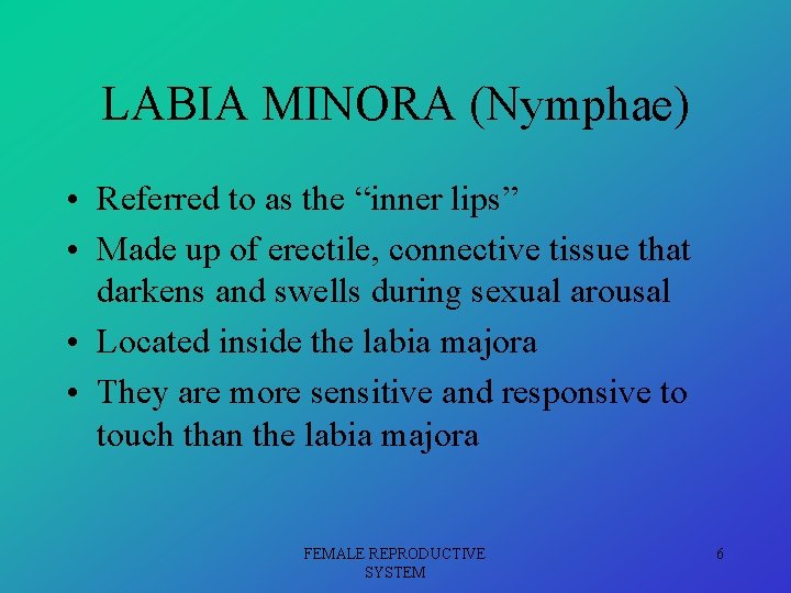 LABIA MINORA (Nymphae) • Referred to as the “inner lips” • Made up of