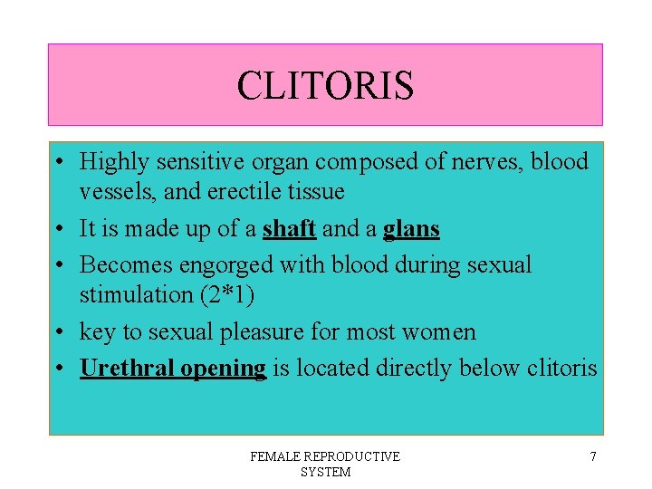 CLITORIS • Highly sensitive organ composed of nerves, blood vessels, and erectile tissue •