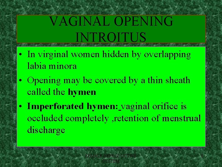 VAGINAL OPENING INTROITUS • In virginal women hidden by overlapping labia minora • Opening