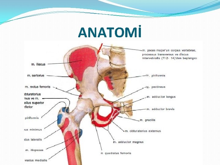 ANATOMİ 