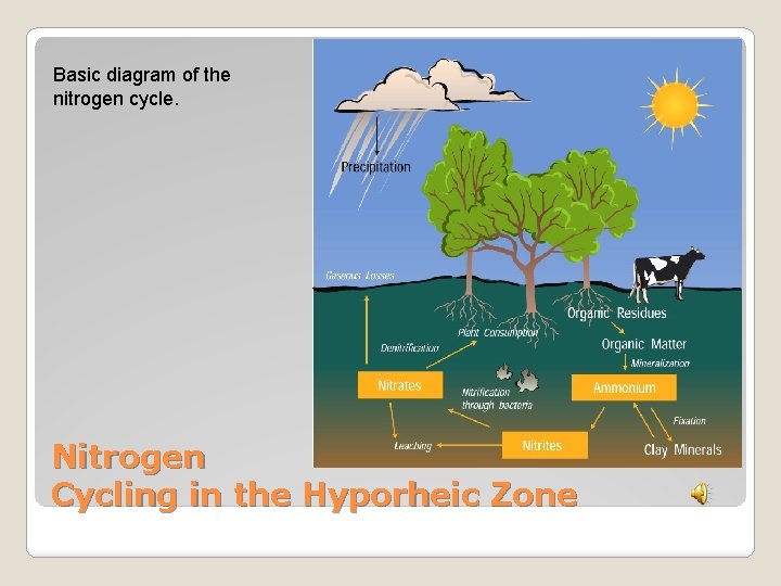 Basic diagram of the nitrogen cycle. Nitrogen Cycling in the Hyporheic Zone 