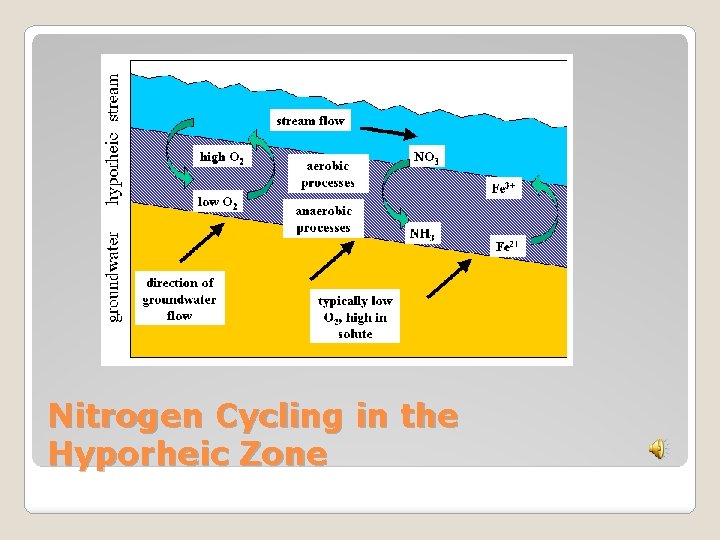 Nitrogen Cycling in the Hyporheic Zone 