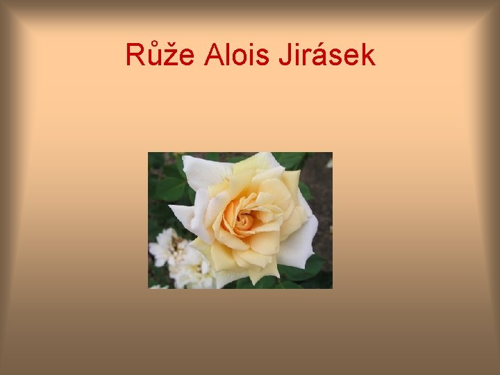 Růže Alois Jirásek 