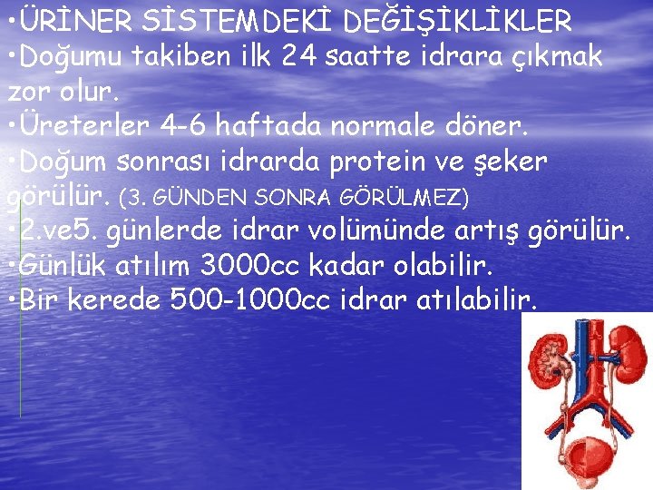  • ÜRİNER SİSTEMDEKİ DEĞİŞİKLİKLER • Doğumu takiben ilk 24 saatte idrara çıkmak zor
