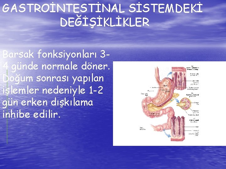 GASTROİNTESTİNAL SİSTEMDEKİ DEĞİŞİKLİKLER Barsak fonksiyonları 34 günde normale döner. Doğum sonrası yapılan işlemler nedeniyle