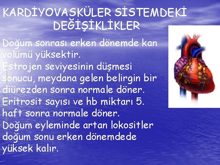 KARDİYOVASKÜLER SİSTEMDEKİ DEĞİŞİKLİKLER Doğum sonrası erken dönemde kan volümü yüksektir. Estrojen seviyesinin düşmesi sonucu,
