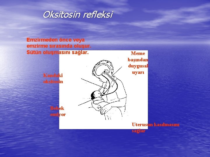 Oksitosin refleksi Emzirmeden önce veya emzirme sırasında oluşur. Sütün oluşmasını sağlar. Kandaki oksitosin Meme