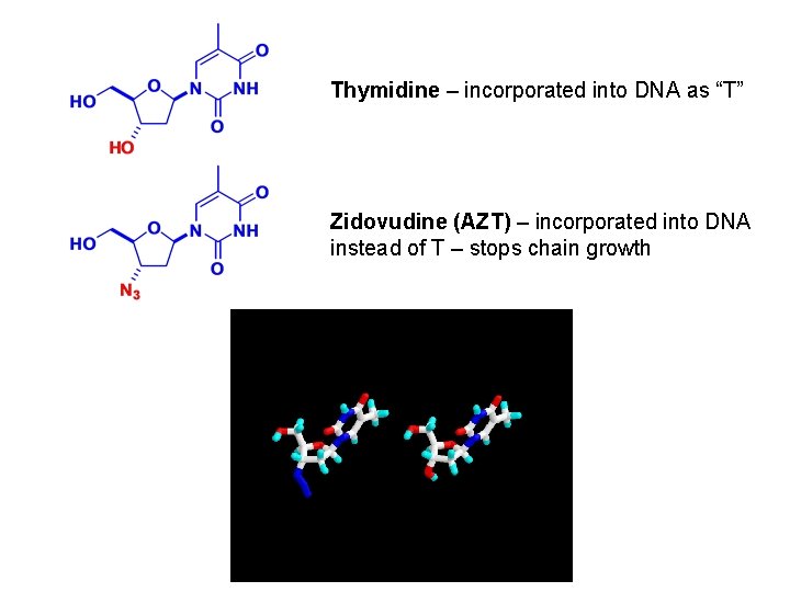 Thymidine – incorporated into DNA as “T” Zidovudine (AZT) – incorporated into DNA instead