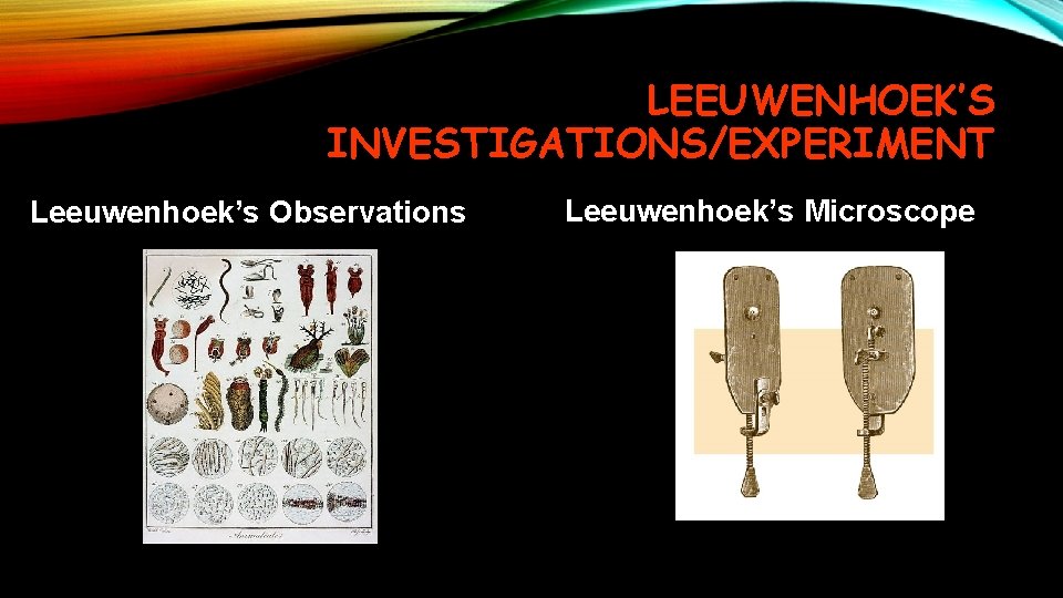 LEEUWENHOEK’S INVESTIGATIONS/EXPERIMENT Leeuwenhoek’s Observations Leeuwenhoek’s Microscope 