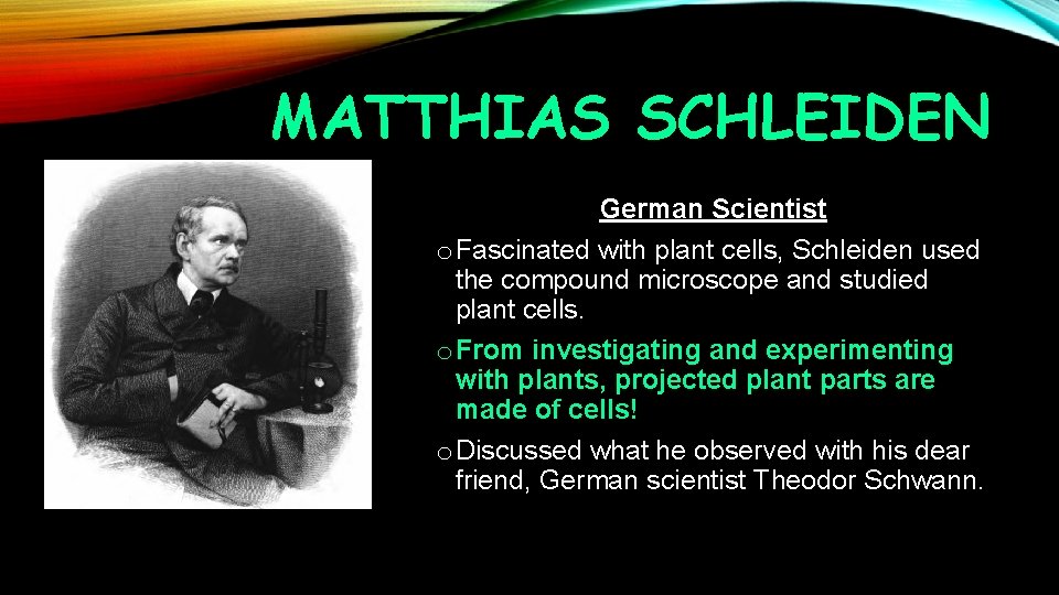 MATTHIAS SCHLEIDEN German Scientist o Fascinated with plant cells, Schleiden used the compound microscope