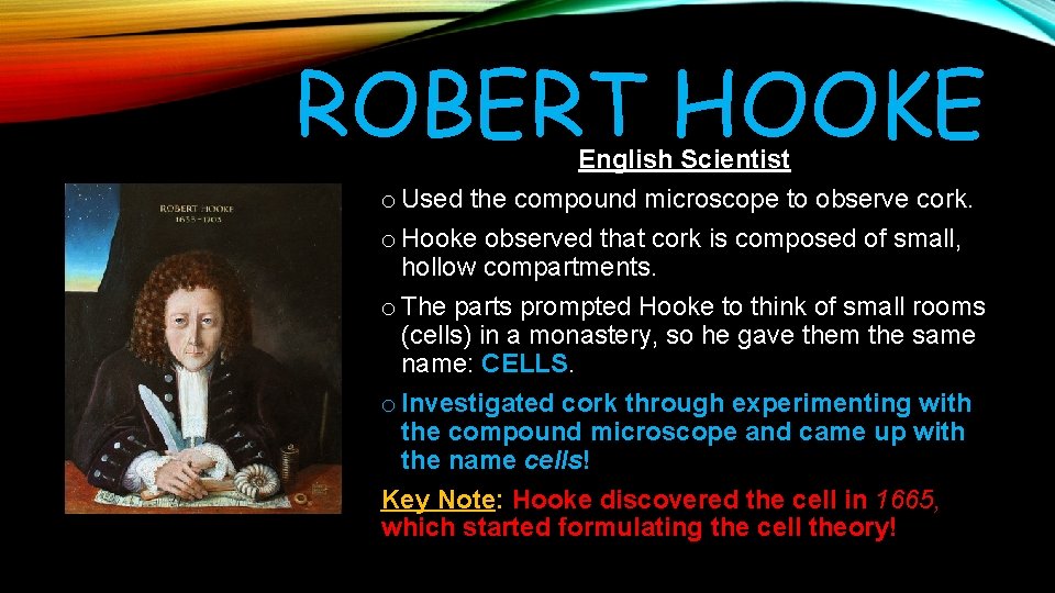 ROBERT HOOKE English Scientist o Used the compound microscope to observe cork. o Hooke