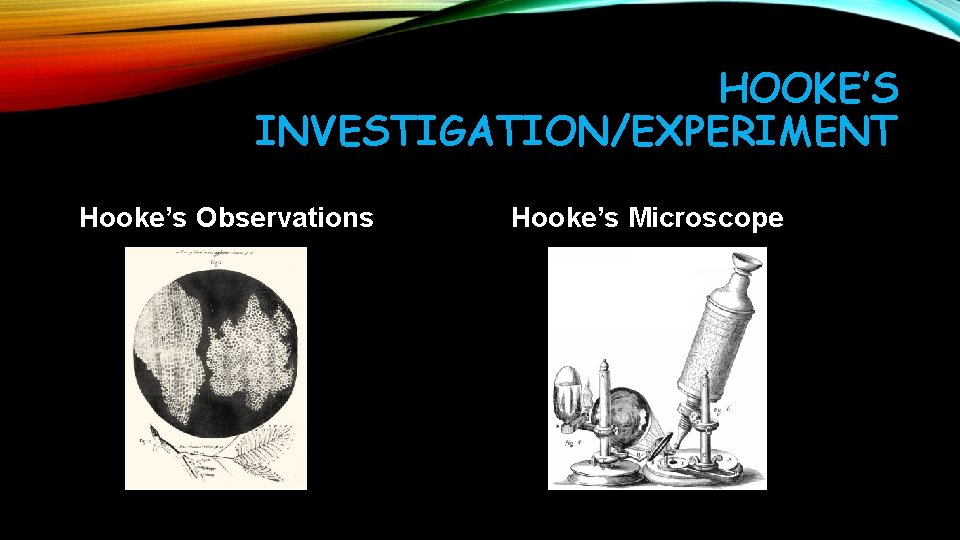 HOOKE’S INVESTIGATION/EXPERIMENT Hooke’s Observations Hooke’s Microscope 