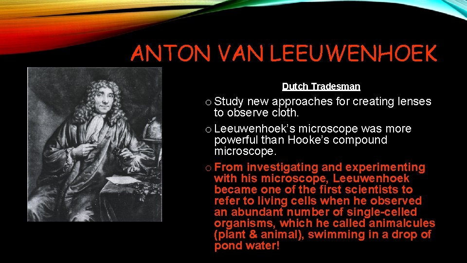 ANTON VAN LEEUWENHOEK Dutch Tradesman o Study new approaches for creating lenses to observe