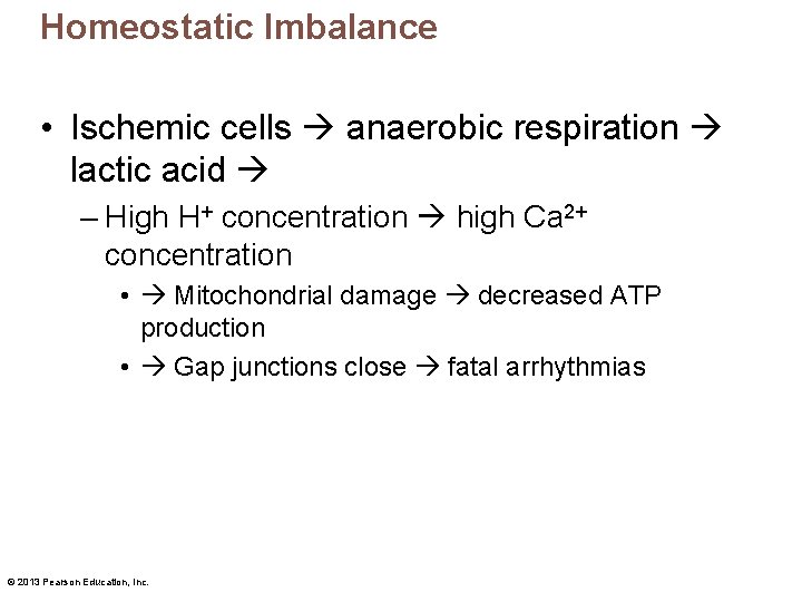 Homeostatic Imbalance • Ischemic cells anaerobic respiration lactic acid – High H+ concentration high