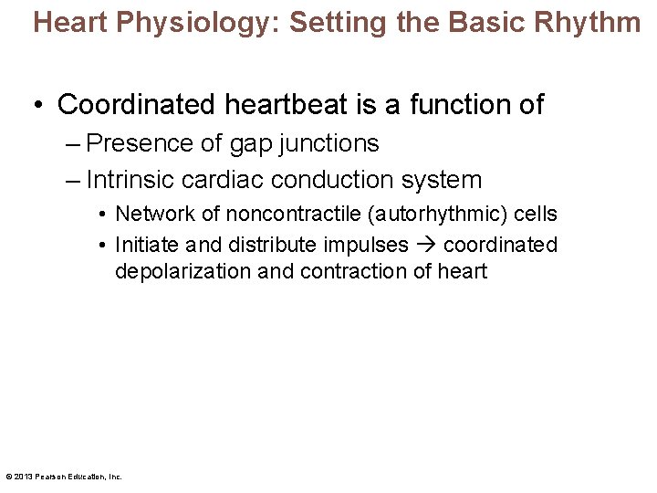 Heart Physiology: Setting the Basic Rhythm • Coordinated heartbeat is a function of –