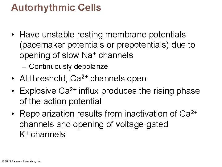 Autorhythmic Cells • Have unstable resting membrane potentials (pacemaker potentials or prepotentials) due to